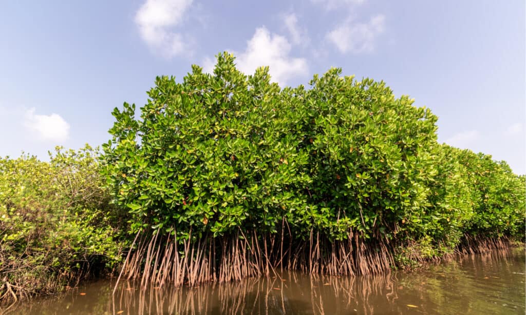 Fiume più antico - Mangrovie nel Delta