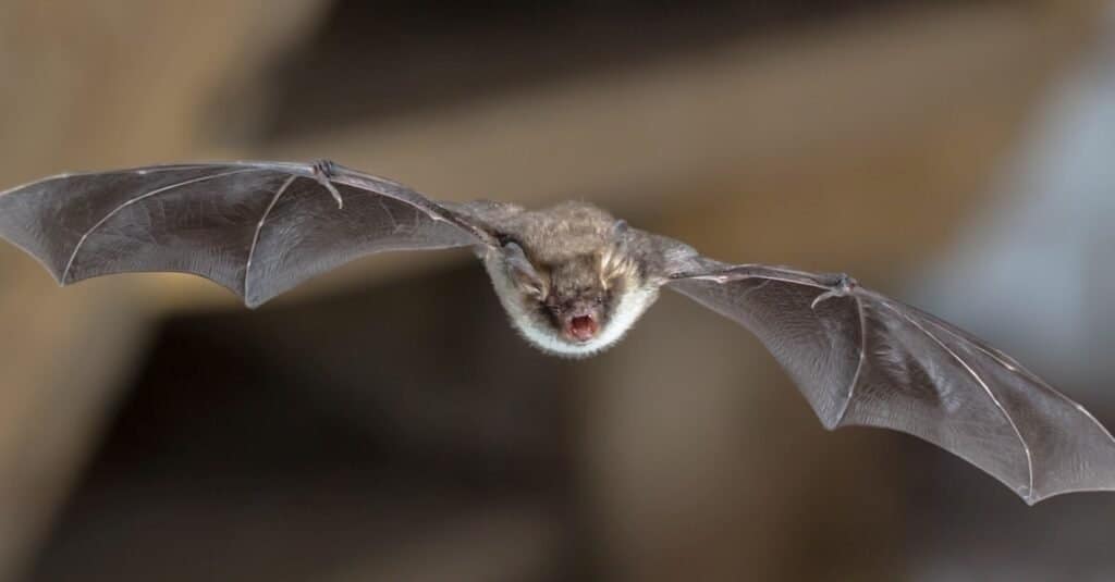 Fai uscire un pipistrello da casa tua