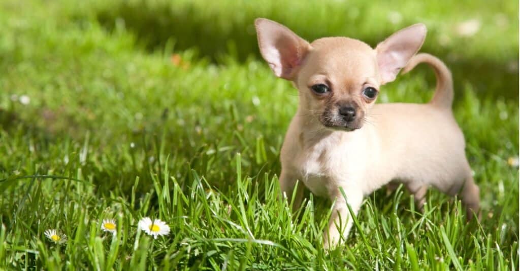 Cucciolo di chihuahua