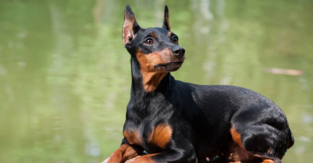 Pinscher in miniatura