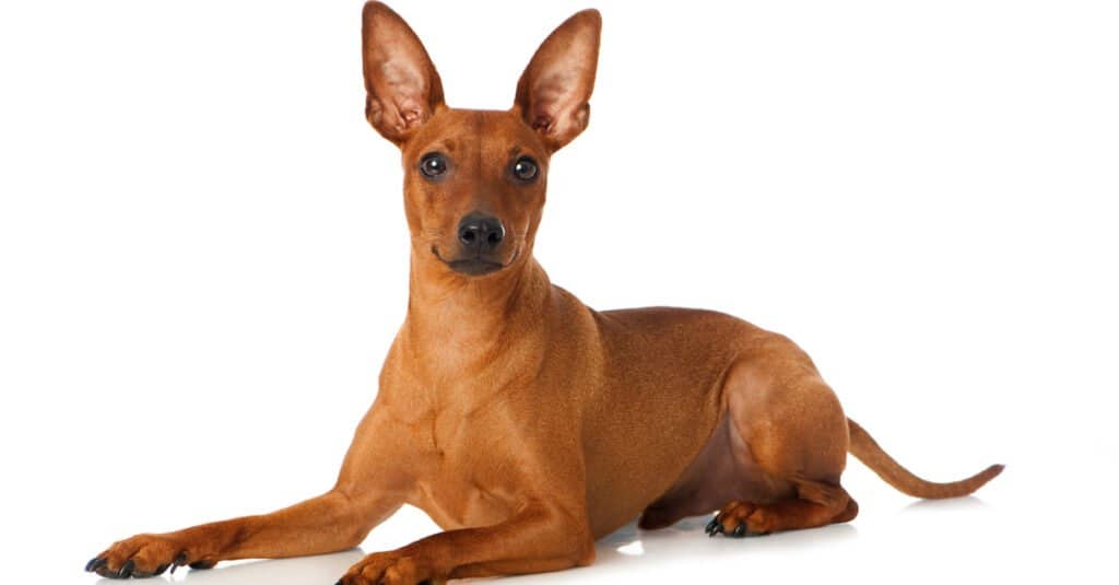 Pinscher miniatura - isolato