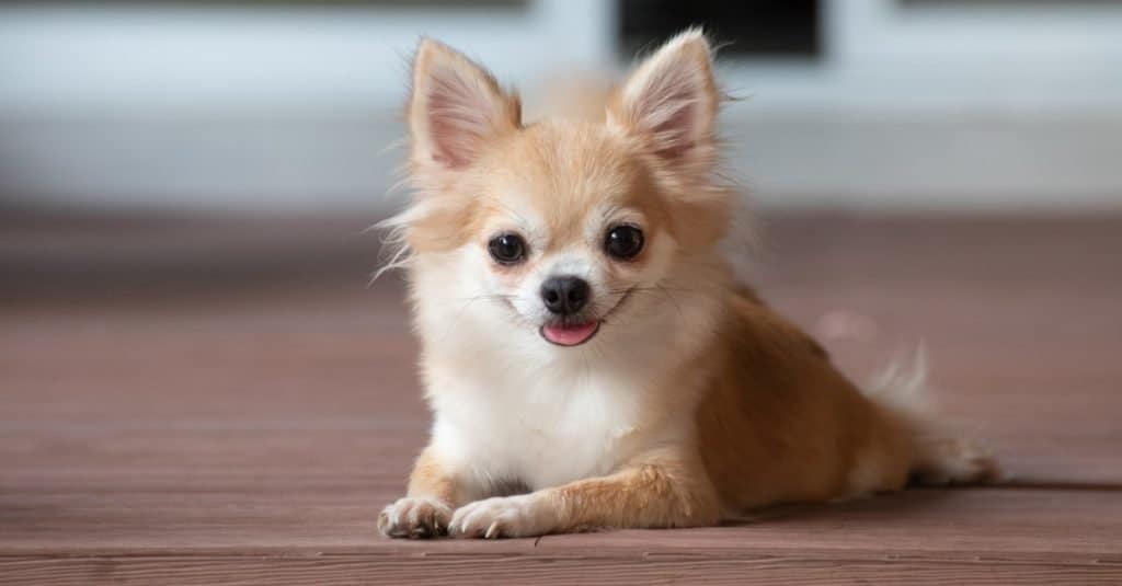 I chihuahua funzionano bene in spazi più piccoli come gli appartamenti