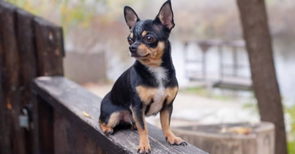 Cane Apple Head Chihuahua seduto su un ponte esterno.