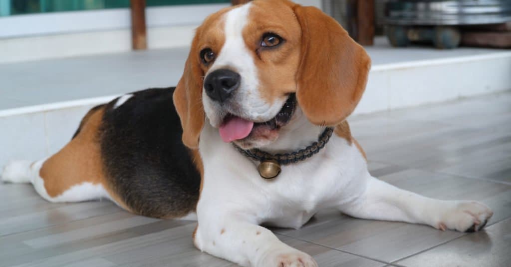 Beagle sdraiato sul pavimento