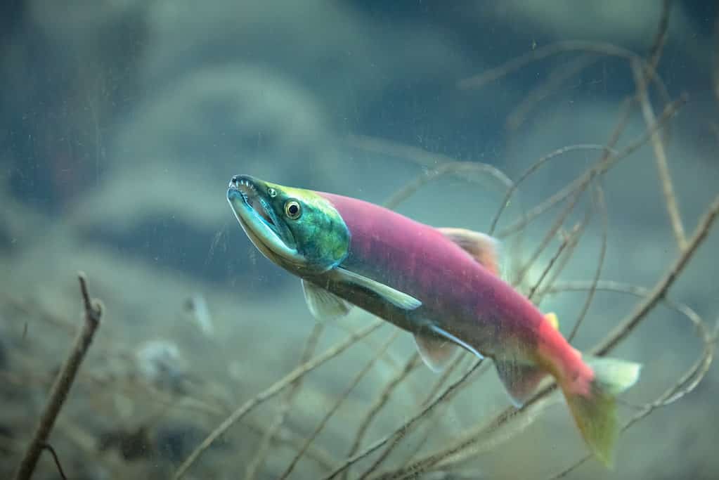 Salmone Kokanee (Oncorhynchus nerka)