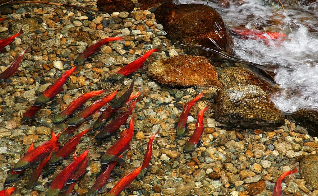 Il salmone Kokanee è più piccolo del sockeye anadromo