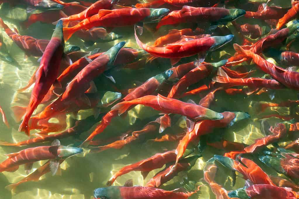 La deposizione delle uova del salmone Kokanee (Oncorhynchus nerka).