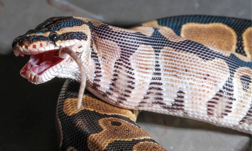 Qual è l'animale più grande che un serpente può mangiare?