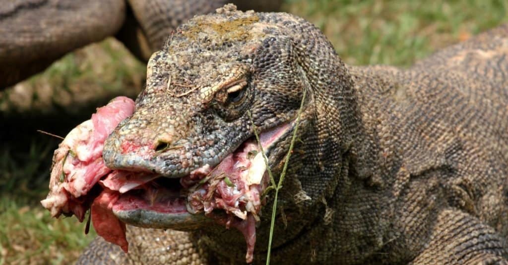 Gli animali più stupidi del mondo: il drago di Komodo