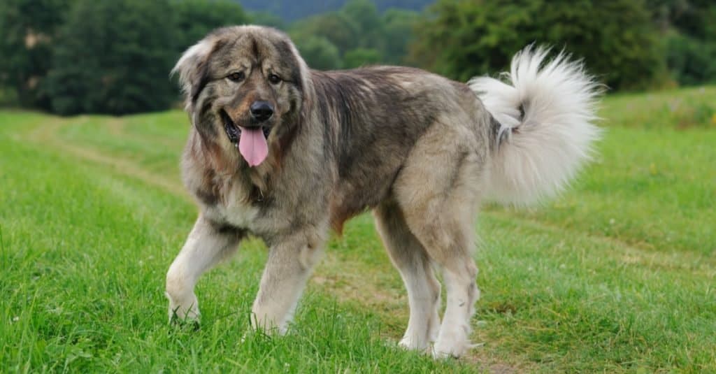 Razze di cani più grandi: Pastore del Caucaso