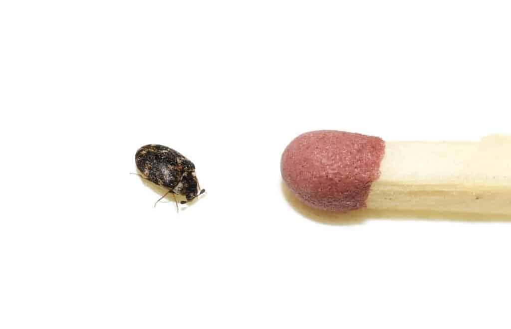 Scarabeo di tappeto accanto alla punta del fiammifero
