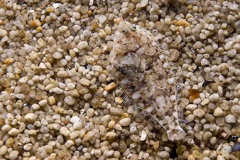 Passera passera mimetizzata sul fondale marino