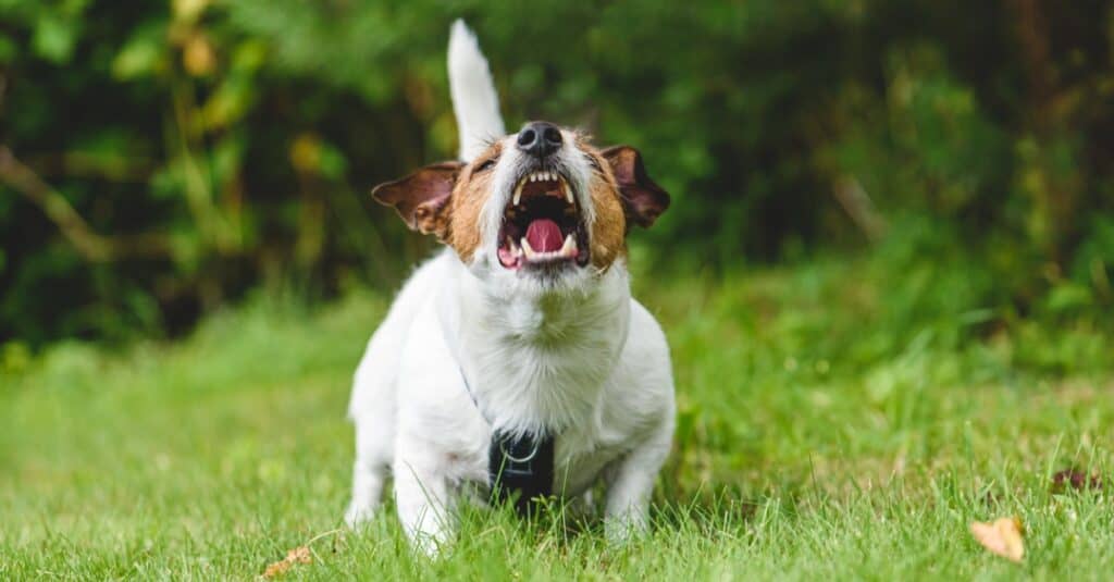 Jack Russell che abbaia fuori