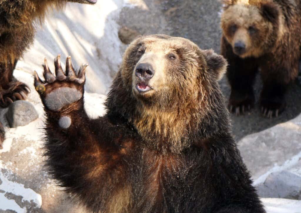 Orso bruno dell'Ussuri
