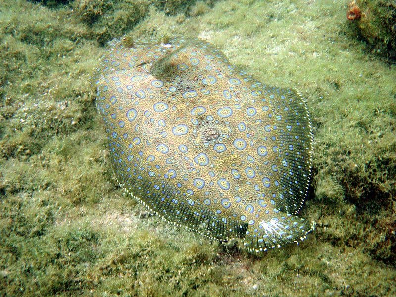 Passere sul fondo del mare
