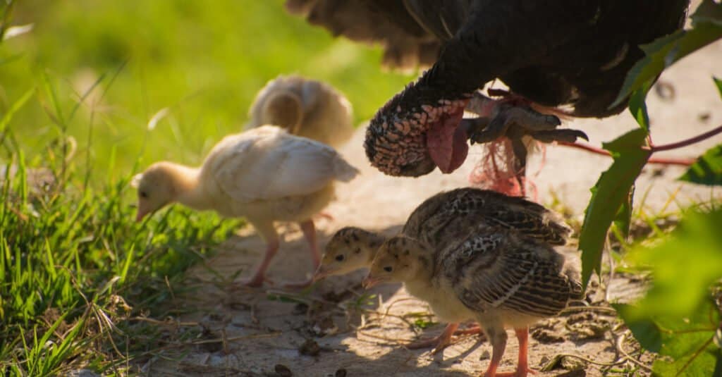 Baby Turkey - tacchini di tacchino con la madre