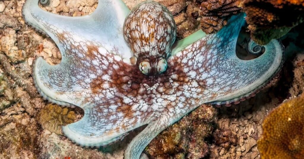 Animali che vivono nelle barriere coralline: Polpo della barriera corallina caraibica