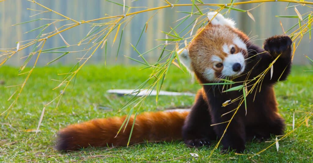 panda rosso contro procione