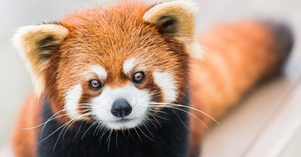 panda rosso contro panda