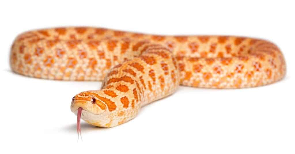 Serpenti rosa: i serpenti più belli che puoi tenere come animale domestico