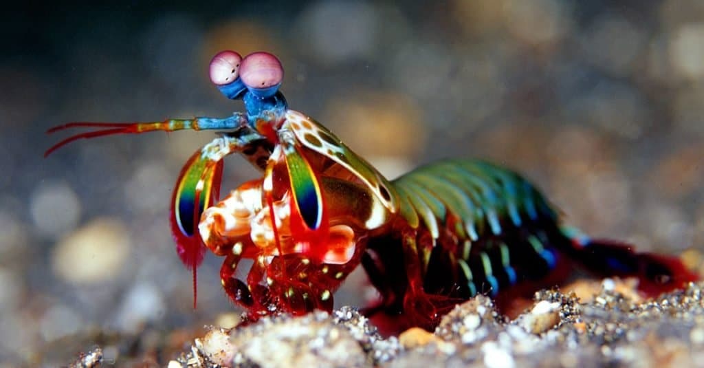 Animali più rumorosi: gamberi di mantide