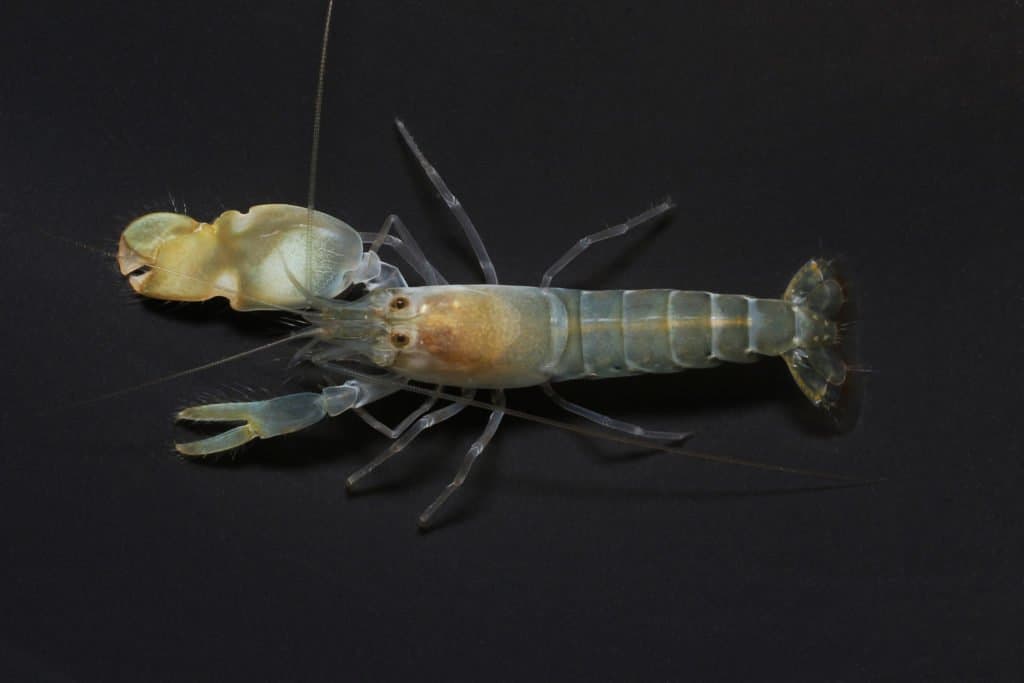 Gamberi pistola