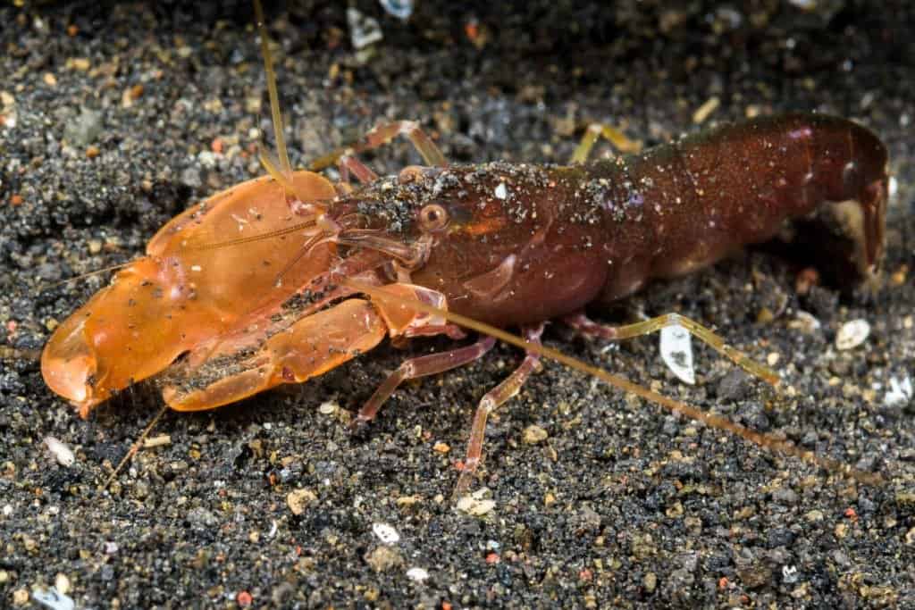 Gamberi pistola sul fondo dell'oceano