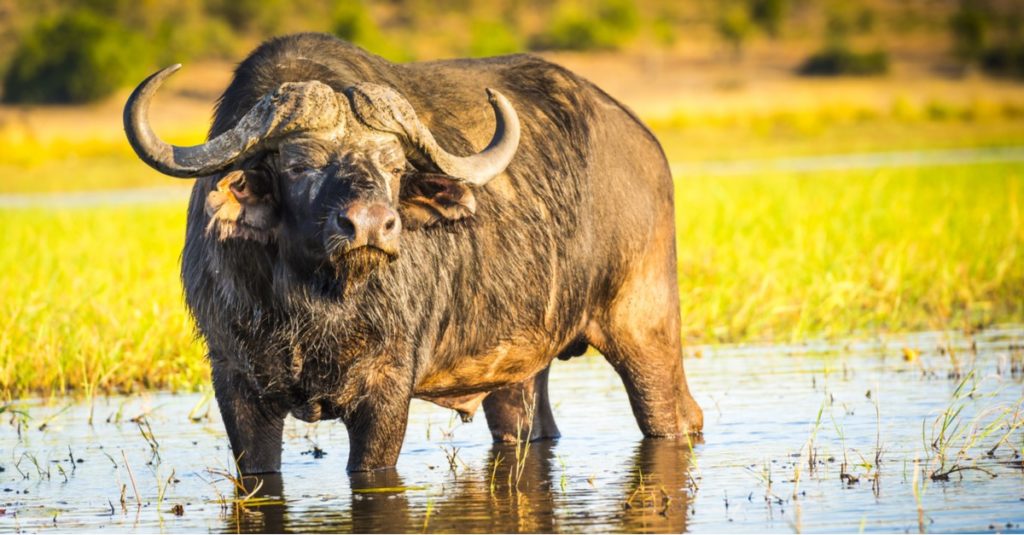 Animali da safari che DEVI vedere: Cape Buffalo