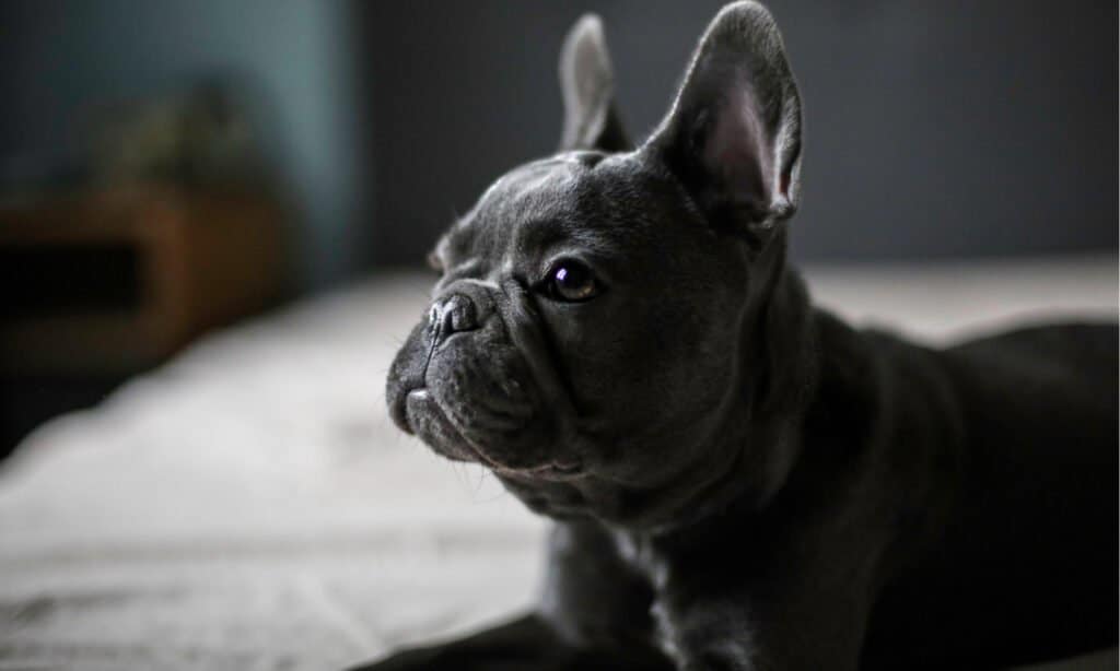 Bulldog francese blu