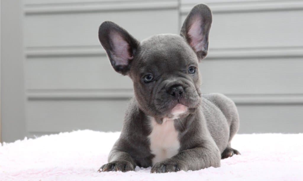 Bulldog francese blu - Seduto