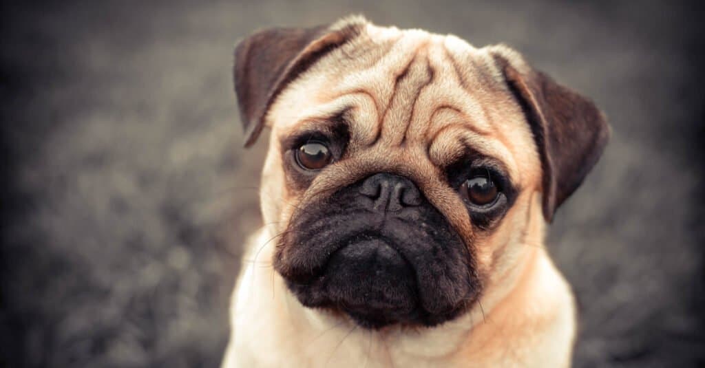 Animali con grandi occhi - cane