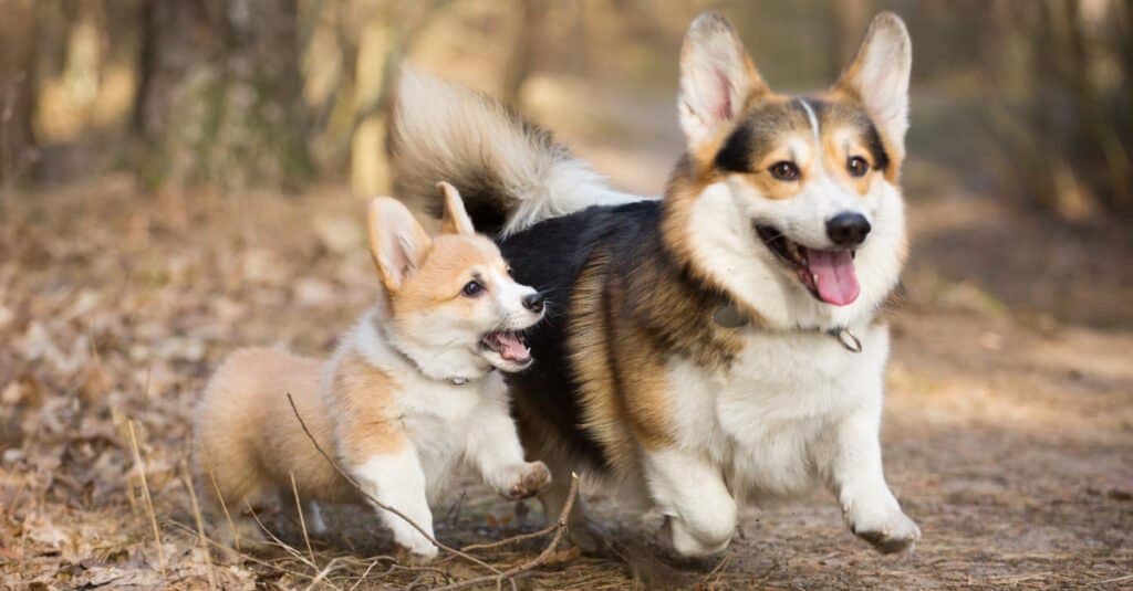 Mini Corgi contro Corgi