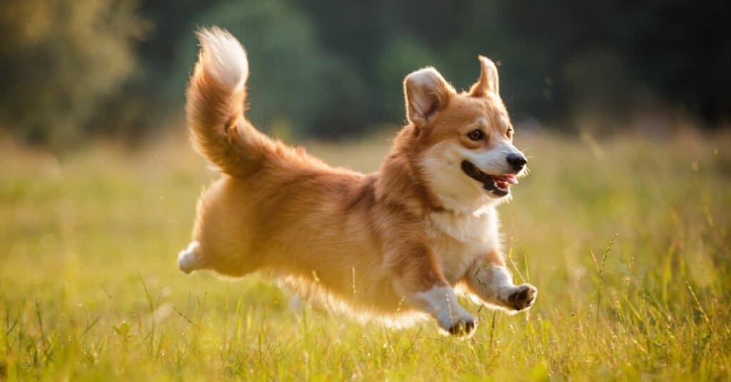 Corgi americano contro Pembroke Welsh Corgi