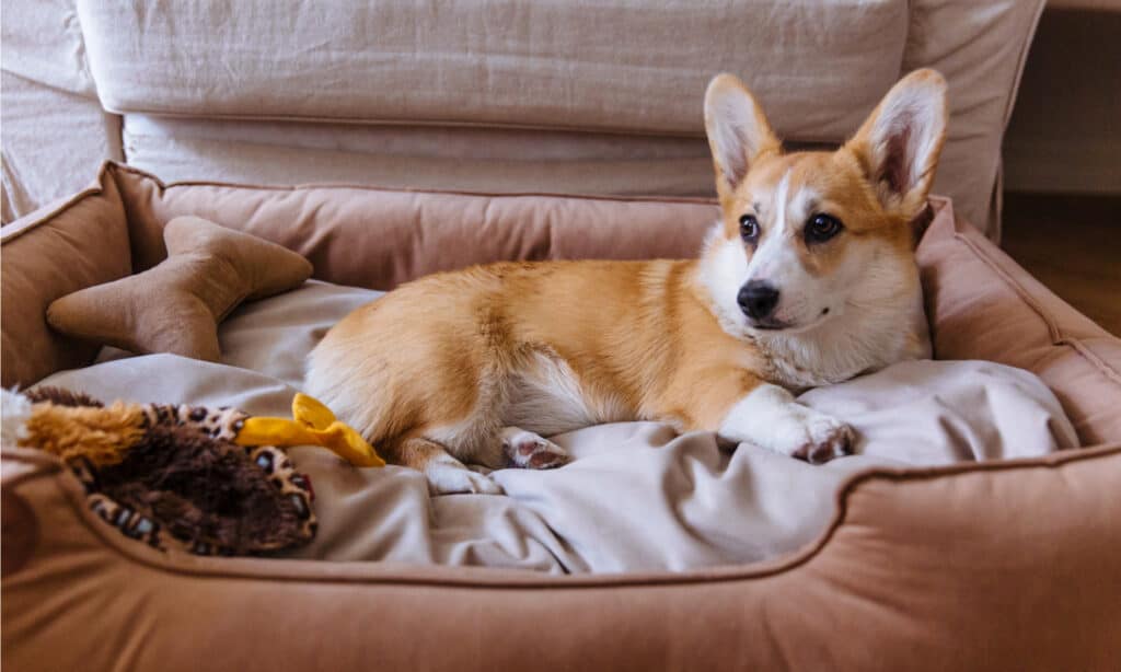 Mini Corgi contro Corgi