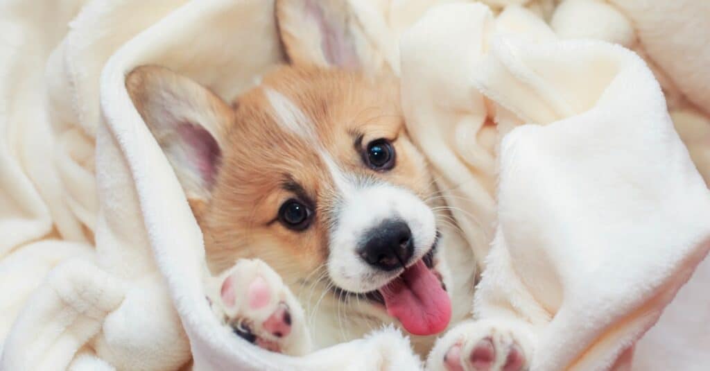 Mini Corgi contro Corgi