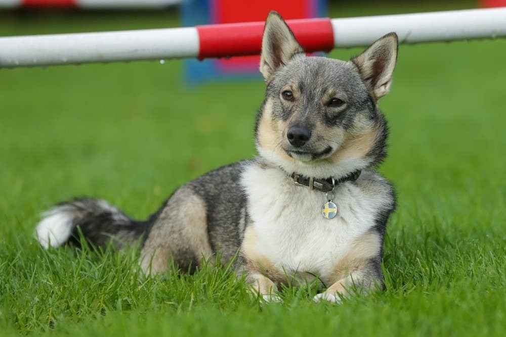 Svedese Vallhund vs Corgi