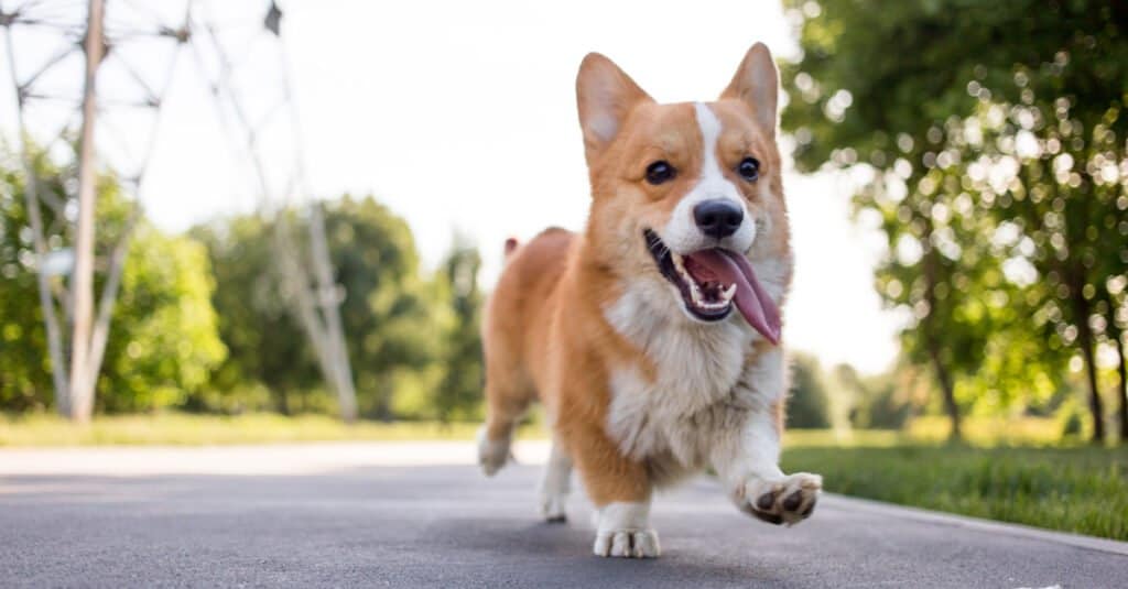 Shiba Inu contro Corgi