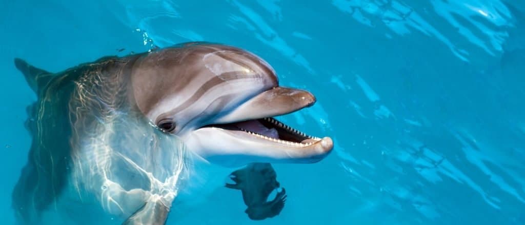 Delfino che guarda con la bocca aperta.