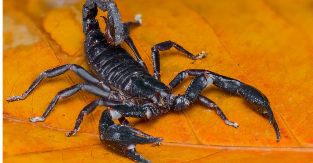 Scorpioni più grandi - Scorpione malese 