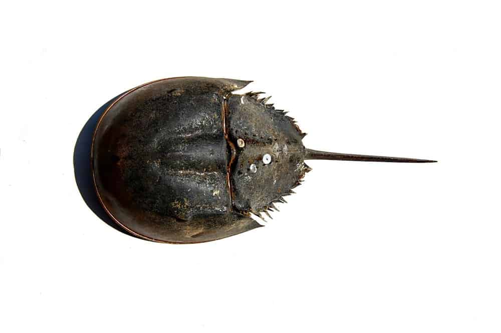 Trilobite contro granchio a ferro di cavallo