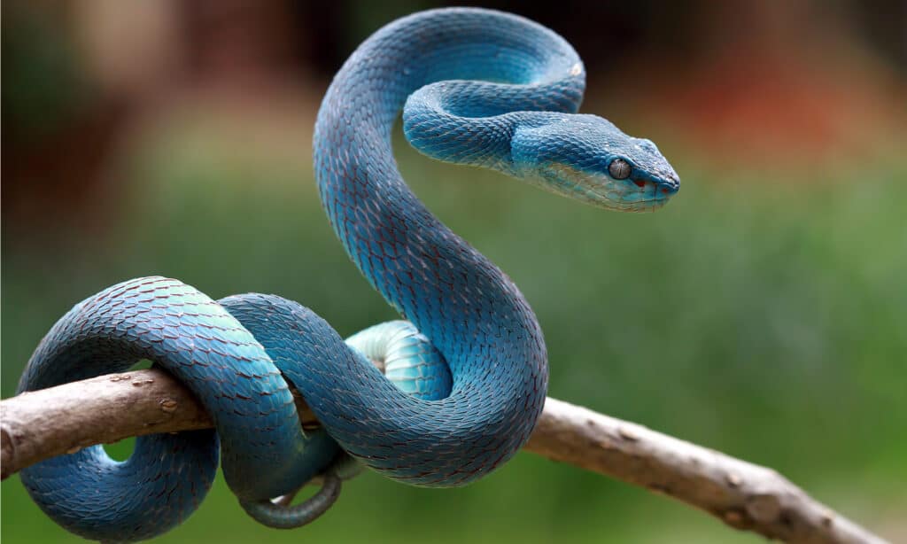 serpente vipera