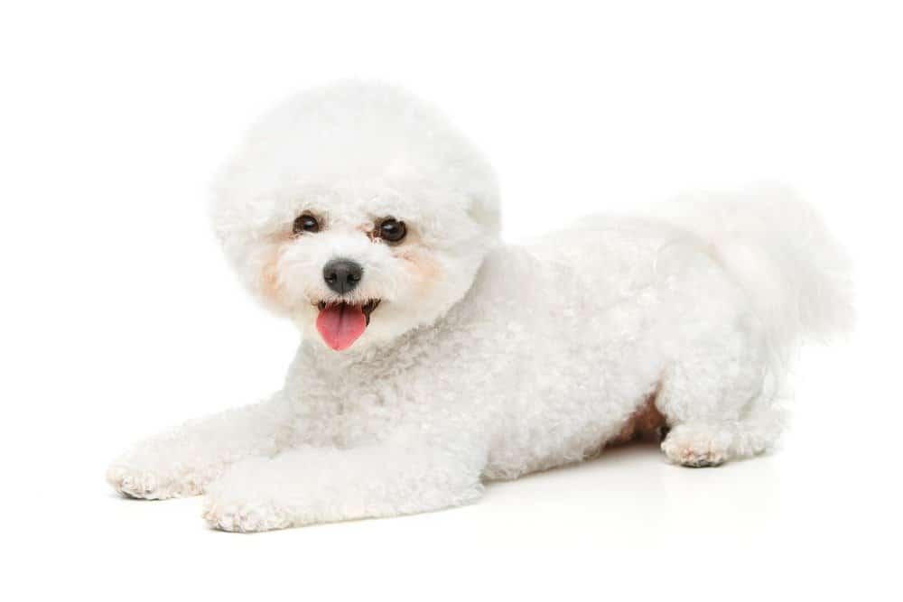 Coton De Tulear contro Bichon Frise