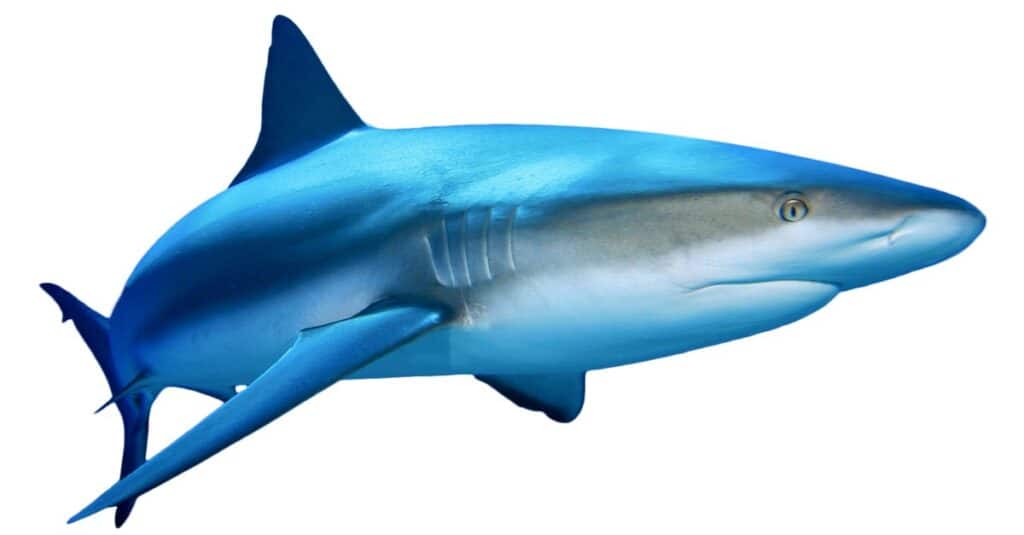 Squalo caraibico della barriera corallina isolato su priorità bassa bianca.