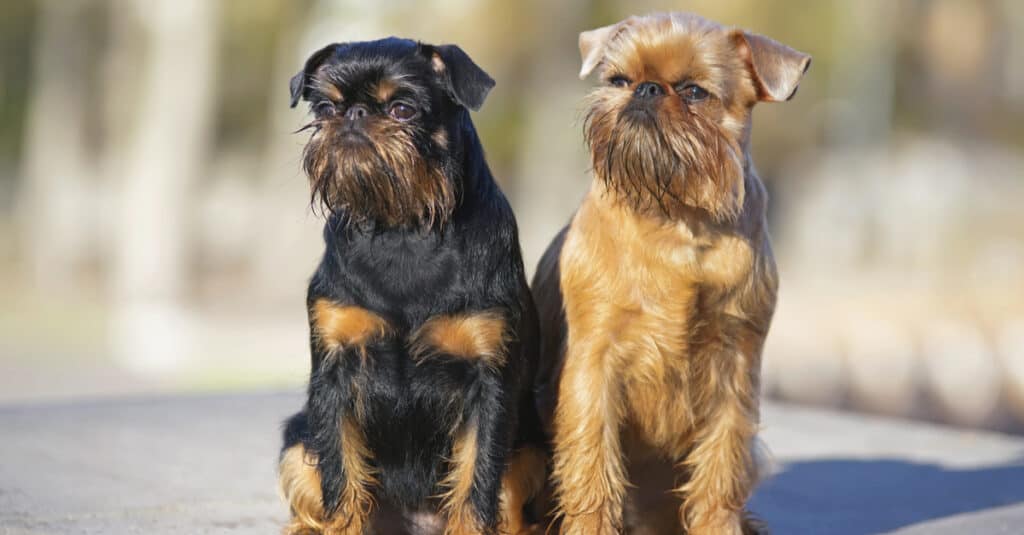 Affenpinscher contro Bruxelles Griffon