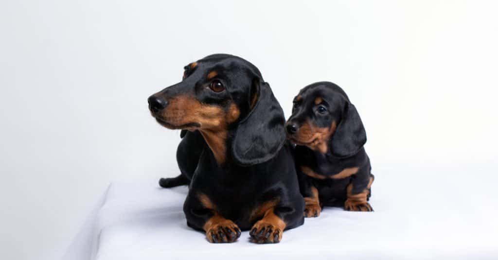 Cani più piccoli: mini bassotto