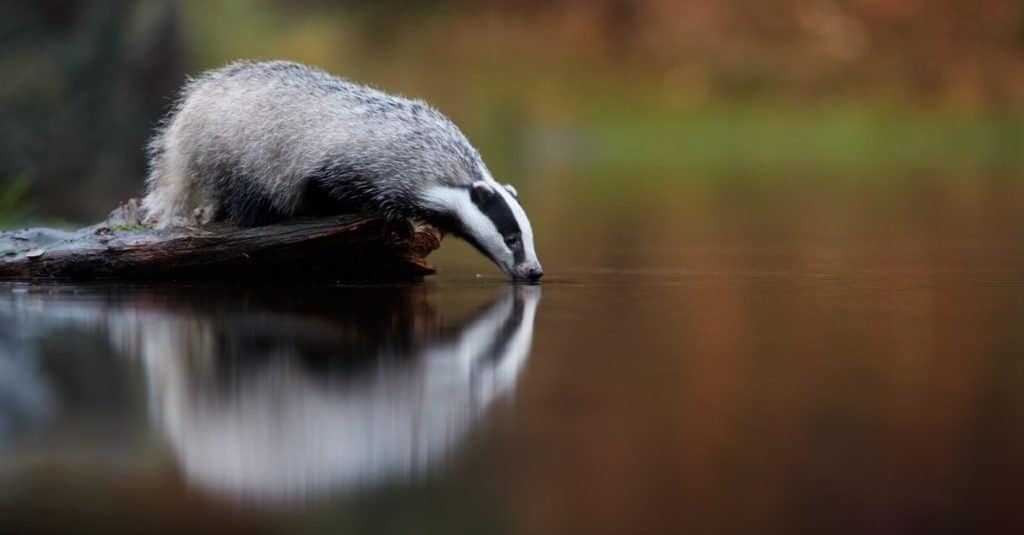 Animali che scavano sottoterra: i tassi
