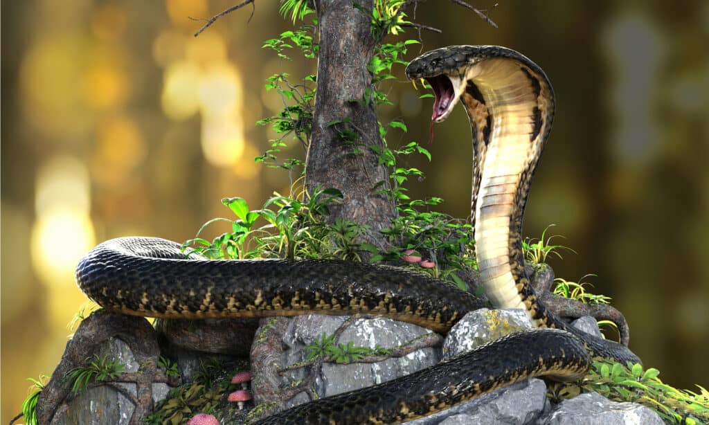 morso di cobra reale