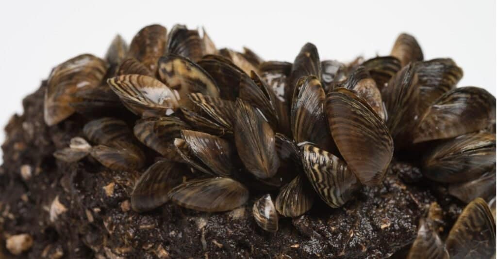 L'approvvigionamento di acqua dolce degli Stati Uniti meridionali è stato invaso dalla cozza zebra, che ha un enorme impatto economico e ambientale sulle acque che invade.