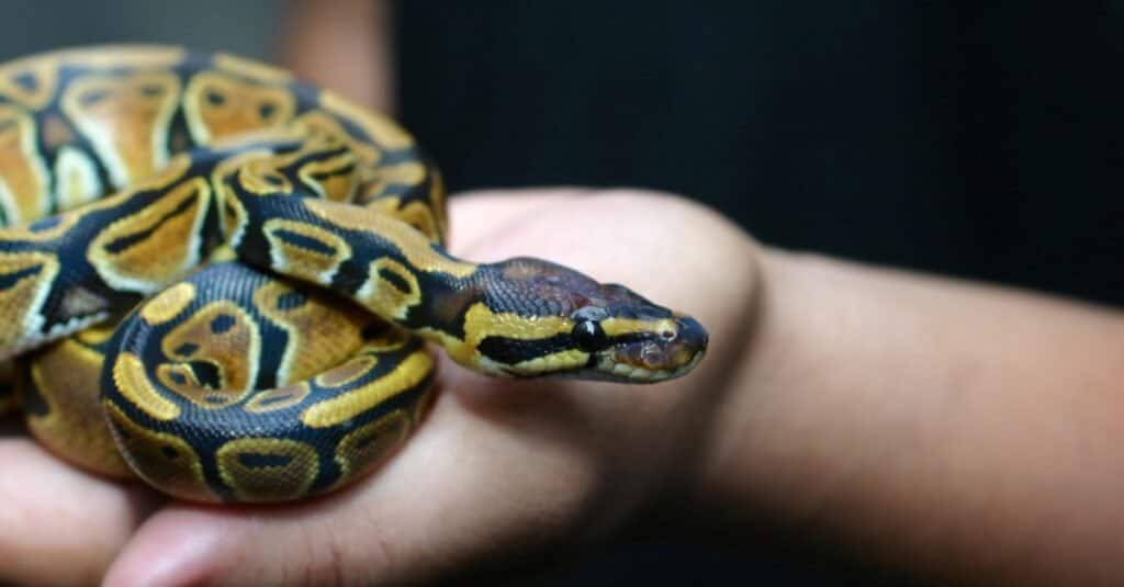Migliori serpenti domestici
