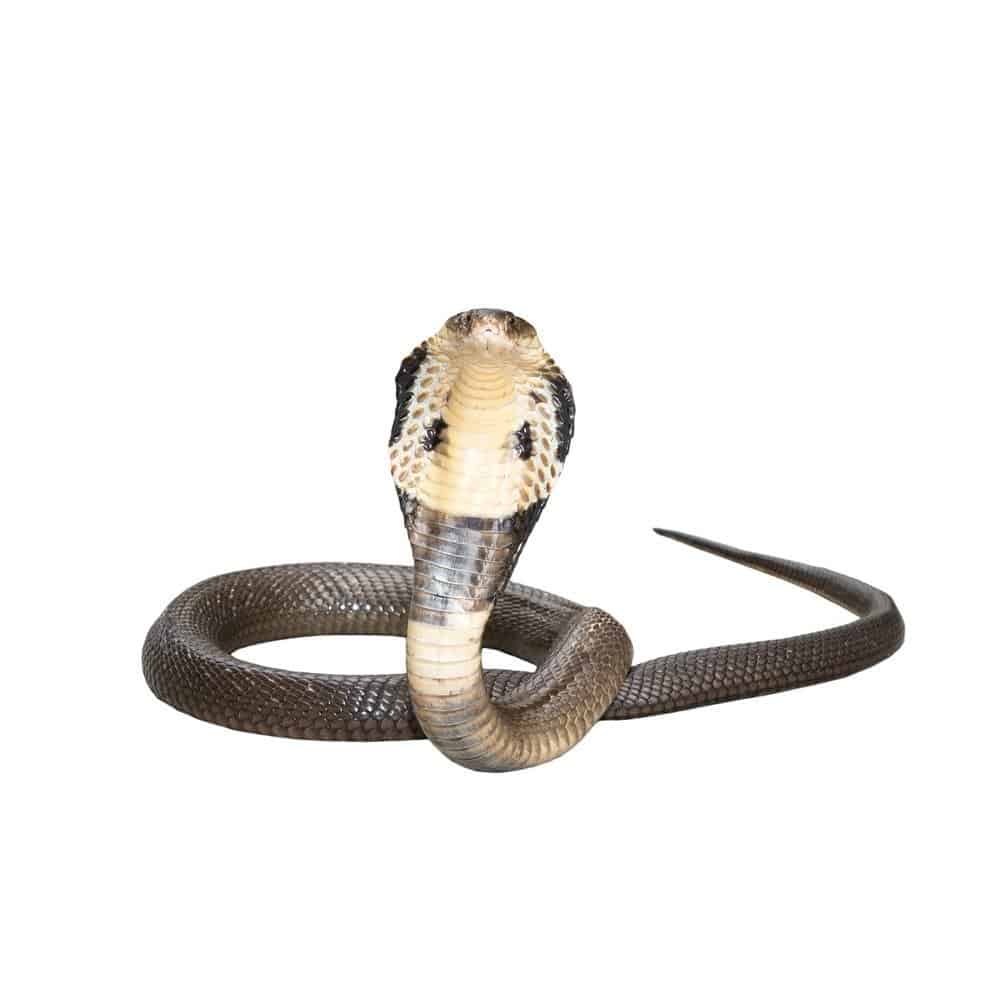 Morso di cobra reale